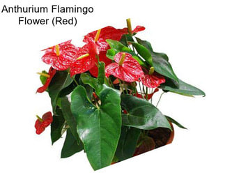 Anthurium Flamingo Flower (Red)