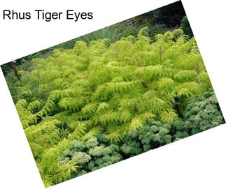 Rhus Tiger Eyes