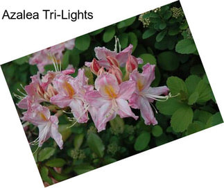 Azalea Tri-Lights
