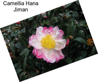 Camellia Hana Jiman