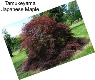 Tamukeyama Japanese Maple