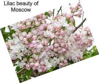 Lilac beauty of Moscow