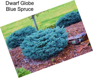 Dwarf Globe Blue Spruce