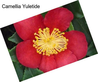 Camellia Yuletide