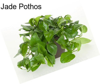 Jade Pothos