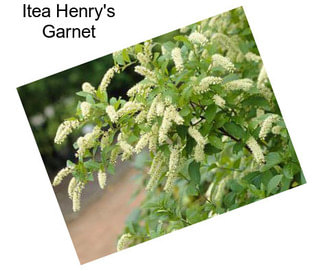 Itea Henry\'s Garnet