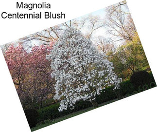 Magnolia Centennial Blush