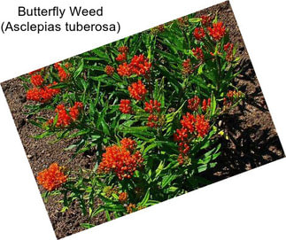 Butterfly Weed (Asclepias tuberosa)