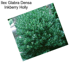 Ilex Glabra Densa Inkberry Holly