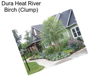 Dura Heat River Birch (Clump)