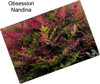 Obsession Nandina