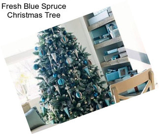 Fresh Blue Spruce Christmas Tree