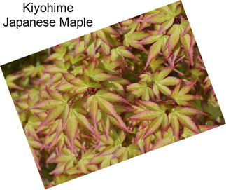 Kiyohime Japanese Maple