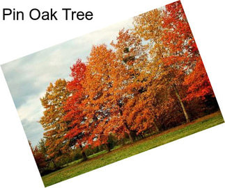 Pin Oak Tree