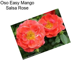 Oso Easy Mango Salsa Rose