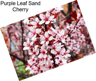 Purple Leaf Sand Cherry