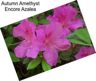 Autumn Amethyst Encore Azalea