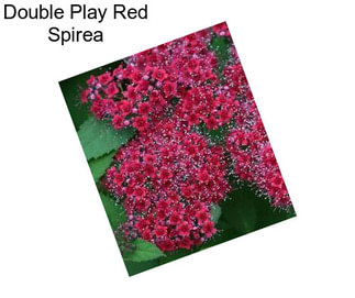 Double Play Red Spirea