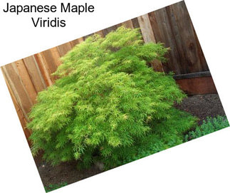 Japanese Maple Viridis