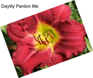 Daylily Pardon Me