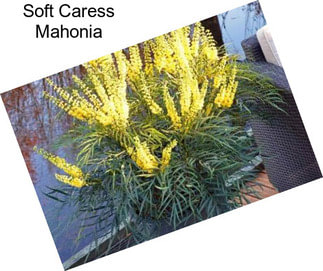 Soft Caress Mahonia