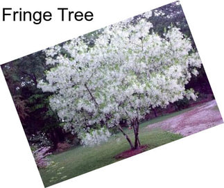 Fringe Tree