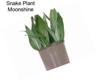 Snake Plant Moonshine