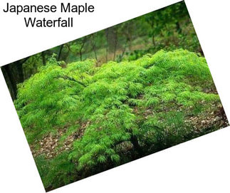 Japanese Maple Waterfall