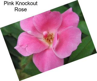 Pink Knockout Rose
