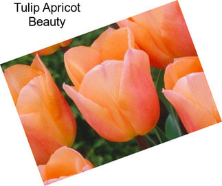 Tulip Apricot Beauty