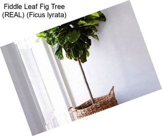 Fiddle Leaf Fig Tree (REAL) (Ficus lyrata)