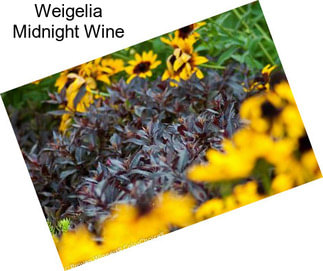 Weigelia Midnight Wine