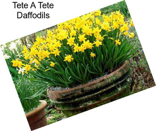 Tete A Tete Daffodils
