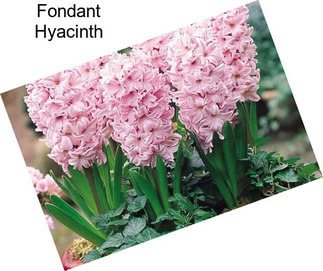 Fondant Hyacinth