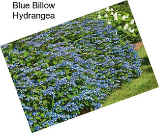 Blue Billow Hydrangea