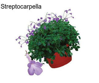 Streptocarpella