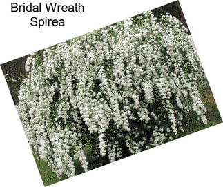 Bridal Wreath Spirea
