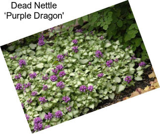 Dead Nettle ‘Purple Dragon\'