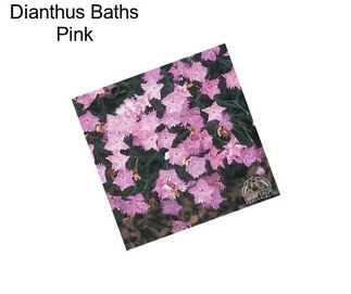 Dianthus Baths Pink