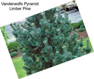 Vanderwolfs Pyramid Limber Pine