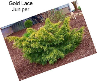 Gold Lace Juniper