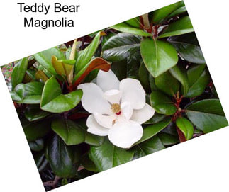 Teddy Bear Magnolia