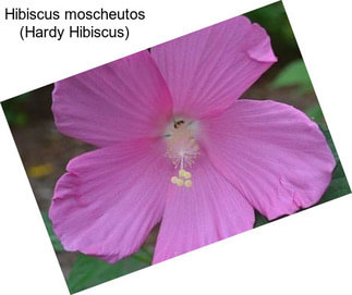 Hibiscus moscheutos (Hardy Hibiscus)