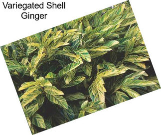 Variegated Shell Ginger
