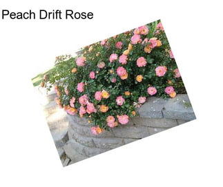 Peach Drift Rose