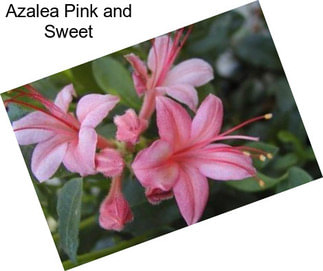 Azalea Pink and Sweet