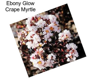 Ebony Glow Crape Myrtle