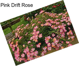 Pink Drift Rose