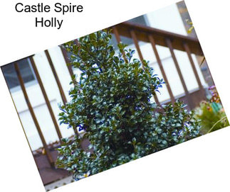 Castle Spire Holly