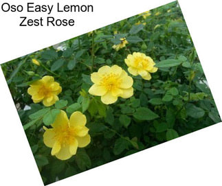 Oso Easy Lemon Zest Rose